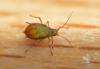 Rhopalosiphum padi